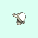 l_calcaneus