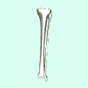 l_calf
