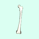 l_femur