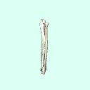 l_forearm