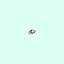 l_lunate