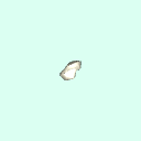 l_scaphoid
