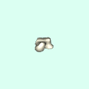 l_talus