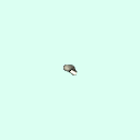 l_tarsal_proximal_phalanx_4
