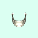 mandible