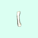 r_metacarpal_5