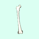 r_thigh