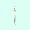 r_ulna