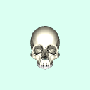 skull