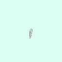 tooth_canine_22_33