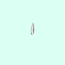 tooth_canine_6_13